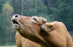 К чему снится стадо коров – сонник: стадо коров, быков во сне